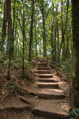 Sylvan way in the jungle