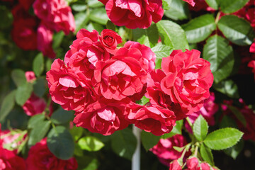 Beautiful blooming soft coral tea roses flowers close up,red rose blossom