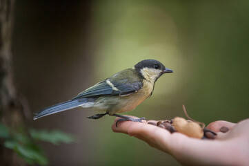 great tit on a branch