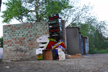 Naklejka premium a white cat sitting near a wasteland with a lot garbage and pollution