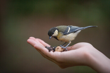 great tit on hand