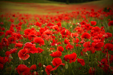 Red poppies field, summer colorful background. Meadow spring blooming grass. Summer garden scene