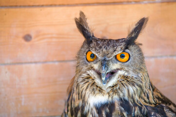 Owl winks with one eye looking into the frame. Crazy funny bird winks

