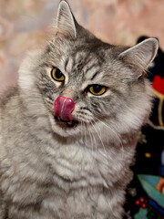 the food was delicious