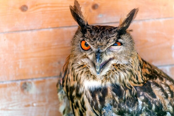 Owl winks with one eye looking into the frame. Crazy funny bird winks
