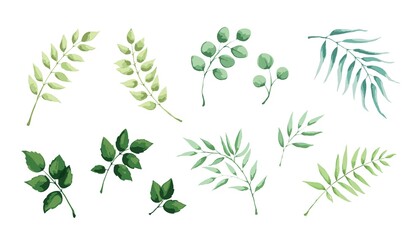 Set of floral elements.  Leaf collection, vector illustration in watercolor painting style.