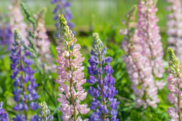 The blossom of lupin in the field in Russia