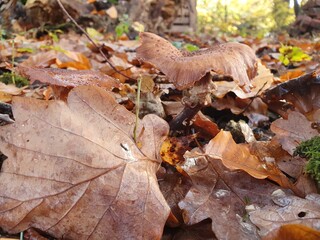 Pilz