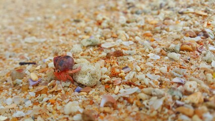 crab on the sand