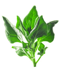 New Zealand spinach (Tetragonia tetragonoides) isolated w  clipping paths