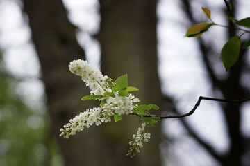 Branch with flowers on the background of the tree trunk in the forest, copy space
