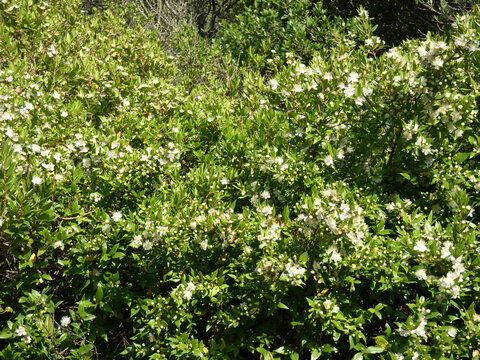 Mirto di Sardegna