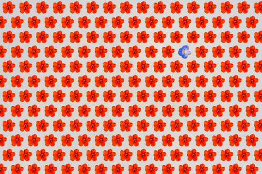 Pattern of rows of red flower heads with single blue one