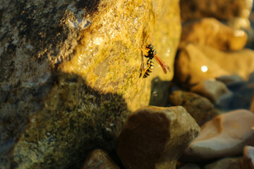 Wasp climbing around wet stone on the adriatic sea beach, licking salt from the wet rocks