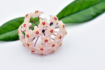  Flor de cera con hojas, hoya carnosa, aislado sobre fondo blanco