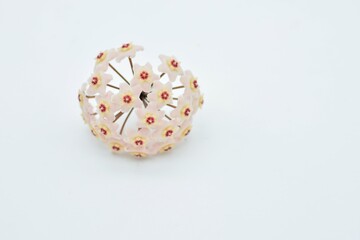 Flor de cera, Hoya carnosa, aislado sobre fondo blanco