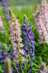 The blossom of lupin in the field in Russia