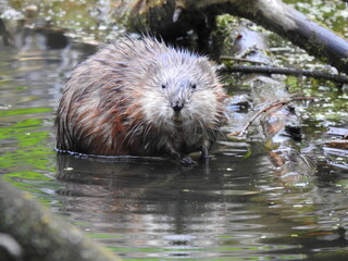 Muskrat on the lake