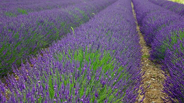 Norfolk Lavender Farm