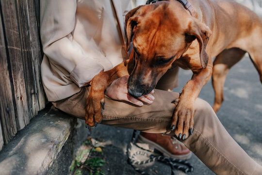 Crop view of woman playing with her dog - Powered by Adobe