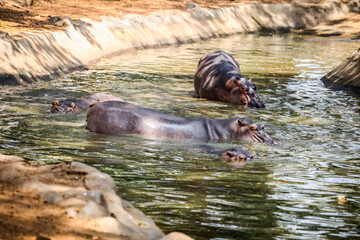 group of adult brown hippopotamus swimming in green pond water in zoo