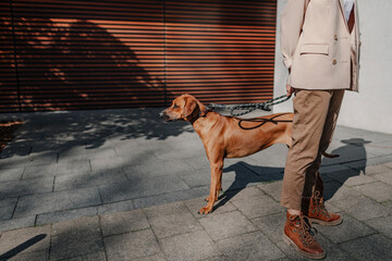 Crop view of fashionable woman standing on pavement with her dog