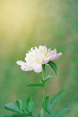 Obraz premium Beautiful light pink peony flower on green background. Pretty artistic organic floral natural theme backdrop. Amazing seasonal summer outdoors wallpaper.
