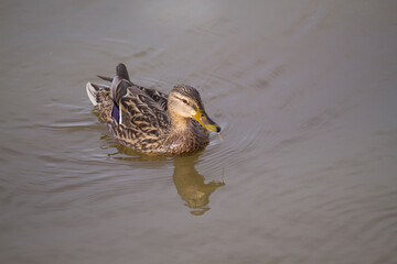 cute female duck swimming in a river