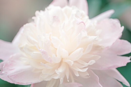 Beautiful light pink peony flower on green background. Pretty artistic organic floral natural theme backdrop. Amazing seasonal summer outdoors wallpaper.