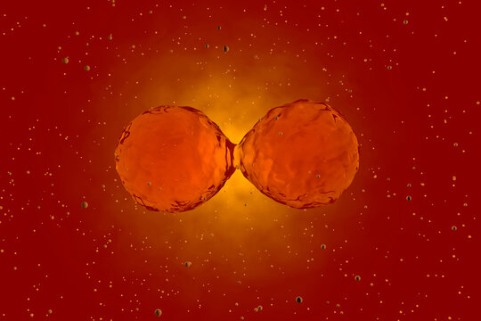 Three dimensional render of mitosis of red stem cells