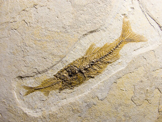 Fossil fish eating another fish, Eocene Green River Formation, Wyoming.