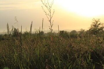 Fototapeta premium sunset in the field