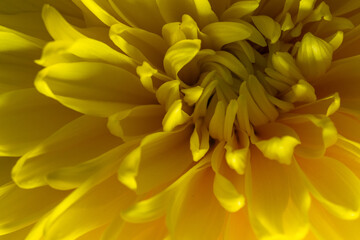 A beautiful bouquet of flowers