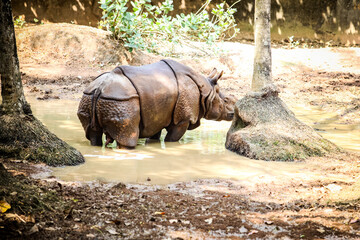 one adult brown rhinoceros without horn standing in green pond water in zoo