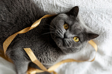 Portrait of grey cat lying on white blanket with ribbon