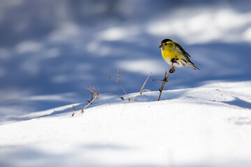 Winter and cute bird. Winter nature background. Bird: Eurasian Siskin. Spinus spinus.