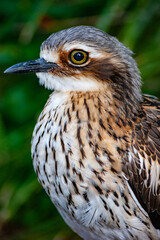 Bird Close Up
