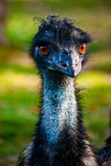 Emu Watching © Robin