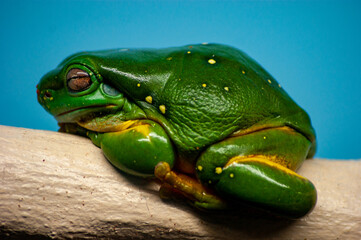 Frog on a Log