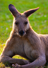 Tough Looking Kangeroo