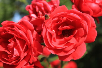 red rose in garden