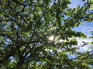 Hot summer in nature, among flowers and herbs. Fresh air. Bumblebees and bees. The sun and blue cloudless sky. What could be better?