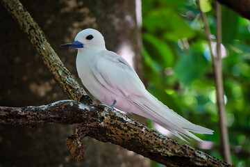 Une sterne blanche des Seychelles posée sur un branche