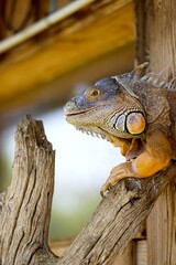 Iguane