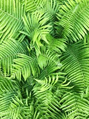 Beautiful green fern in the summer garden