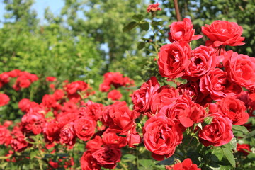 red and white tulips