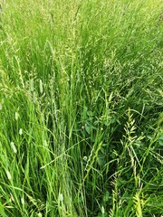 Green grass in a beautiful field view