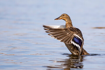 Swimming duck Mallard. Colorful nature habitat background. Bird: Mallard. Anas platyrhynchos.