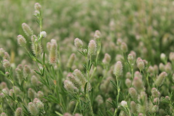 green grass in the wind