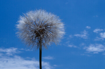 White fluffy dandelion head against a blue sky with white clouds
